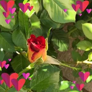 Meet your Posher, Ming chu